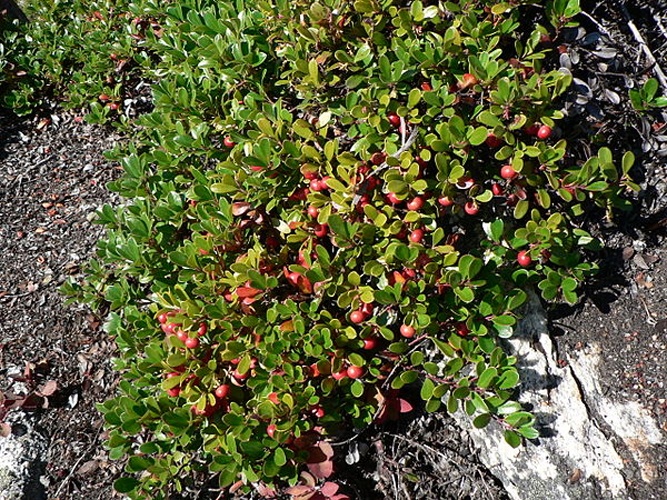 Arctostaphylos uva-ursi © <a href="https://en.wikipedia.org/wiki/User_talk:Wsiegmund" class="extiw" title="en:User talk:Wsiegmund">Walter Siegmund</a>