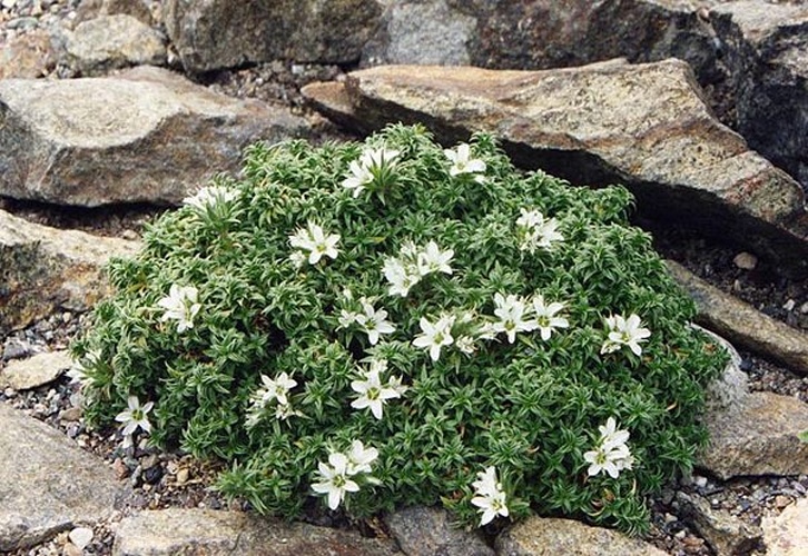 Arenaria aggregata © <a href="//commons.wikimedia.org/wiki/Ghislain118" class="mw-redirect" title="Ghislain118">Ghislain118 (AD)</a> <a rel="nofollow" class="external free" href="http://www.fleurs-des-montagnes.net">http://www.fleurs-des-montagnes.net</a>