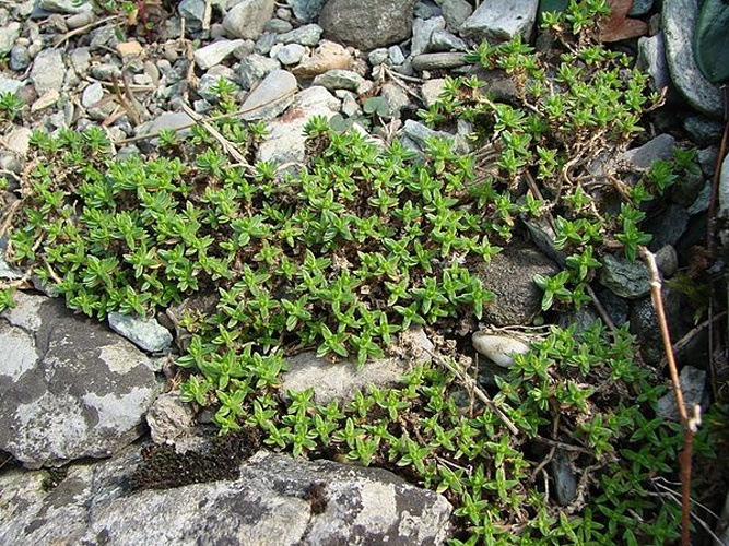 Arenaria purpurascens © <b><a href="//commons.wikimedia.org/wiki/User:Gu%C3%A9rin_Nicolas" title="User:Guérin Nicolas">Guérin Nicolas</a> <sup>(<a href="//commons.wikimedia.org/wiki/User_talk:Gu%C3%A9rin_Nicolas" title="User talk:Guérin Nicolas">messages</a>)</sup></b>