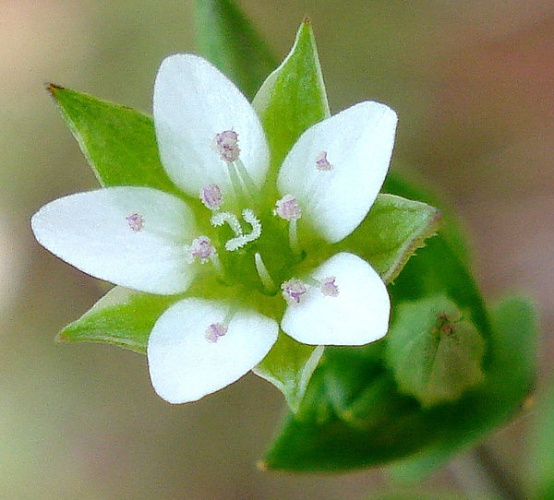 thymeleaf sandwort © <a href="//commons.wikimedia.org/wiki/User:Fornax" title="User:Fornax">Fornax</a>