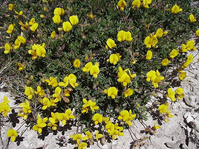 Argyrolobium zanonii &copy; <a href="//commons.wikimedia.org/wiki/User:Victor_M._Vicente_Selvas" title="User:Victor M. Vicente Selvas">Victor M. Vicente Selvas</a>