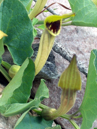 Aristolochia paucinervis © <a href="//commons.wikimedia.org/wiki/User:Javier_martin" title="User:Javier martin">Javier martin</a>