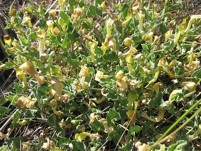 Aristolochia pistolochia © 