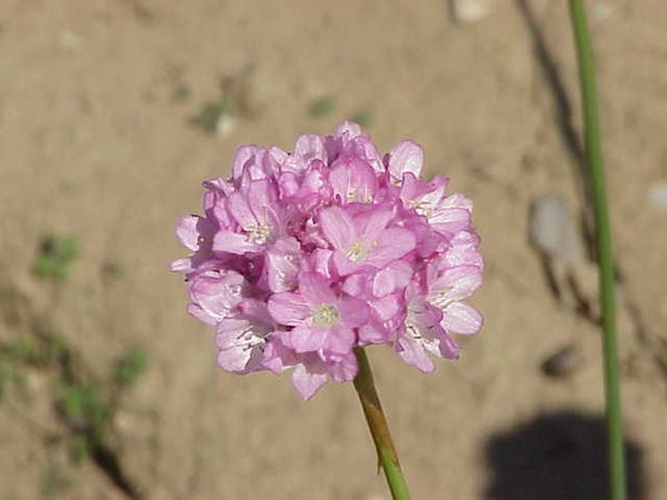 Armeria alliacea © Kurt Stüber <a rel="nofollow" class="external autonumber" href="http://www.kurtstueber.de/">[1]</a>