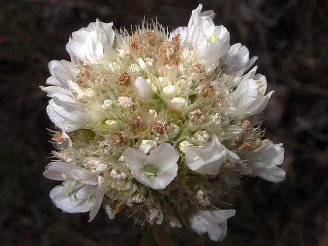 Armeria arenaria © <a rel="nofollow" class="external text" href="https://www.flickr.com/people/70626035@N00">jacilluch</a>