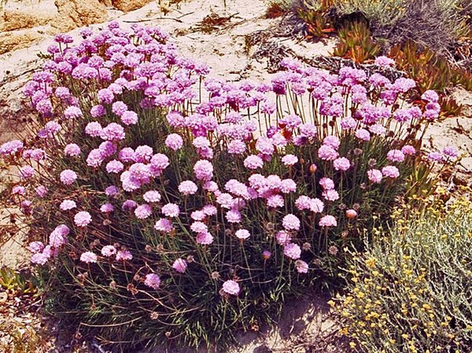 Armeria pungens &copy; <a href="//commons.wikimedia.org/wiki/User:Hectonichus" title="User:Hectonichus">Hectonichus</a>