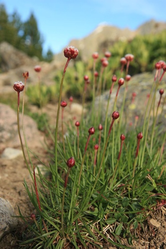 Armeria ruscinonensis © Abalg