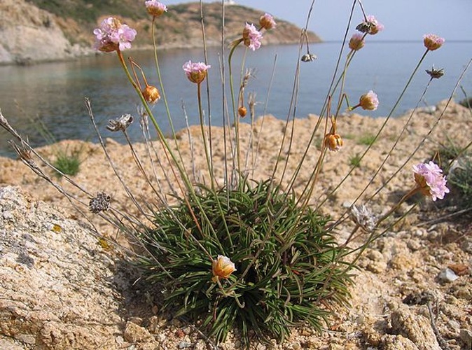 Armeria soleirolii &copy; <a href="//commons.wikimedia.org/wiki/User:Tigerente" title="User:Tigerente">User:Tigerente</a>