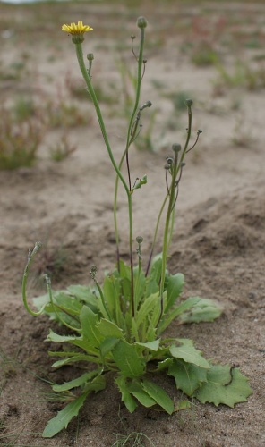 Arnoseris minima © <a href="//commons.wikimedia.org/wiki/User:Kenraiz" title="User:Kenraiz">Kenraiz</a>, Krzysztof Ziarnek