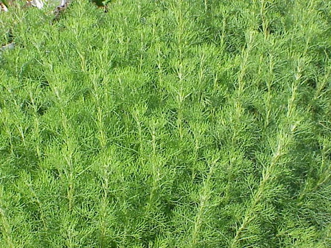 Artemisia abrotanum © Kurt Stüber <a rel="nofollow" class="external autonumber" href="http://www.kurtstueber.de/">[1]</a>