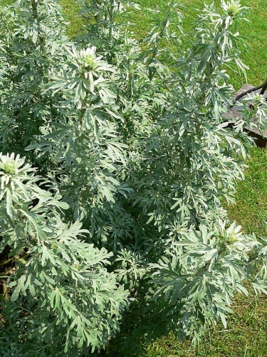 Artemisia absinthium © <a href="//commons.wikimedia.org/wiki/User:David.Monniaux" title="User:David.Monniaux">David Monniaux</a>