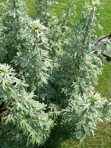 Artemisia absinthium &copy; <a href="//commons.wikimedia.org/wiki/User:David.Monniaux" title="User:David.Monniaux">David Monniaux</a>