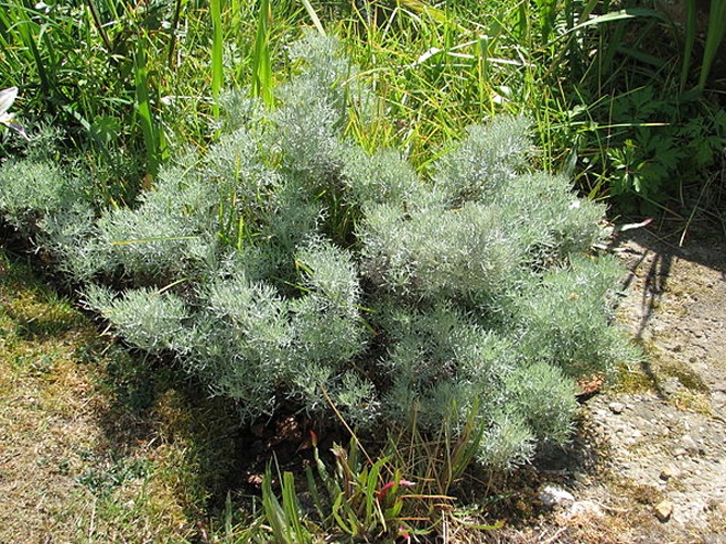 Artemisia alba © <a rel="nofollow" class="external text" href="https://www.flickr.com/people/26698606@N03">Steve Law</a>
