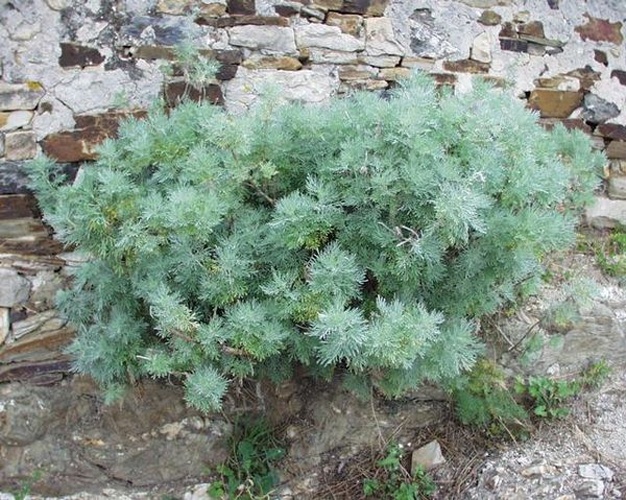 Artemisia arborescens © H Brisse (upload by Abalg)