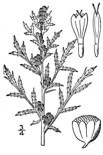Artemisia biennis © Britton, N.L., and A. Brown.