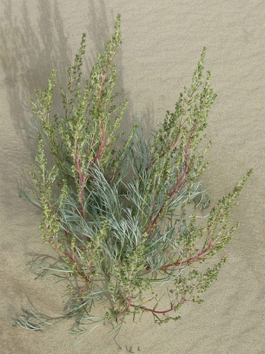 Artemisia borealis © Western Arctic National Parklands