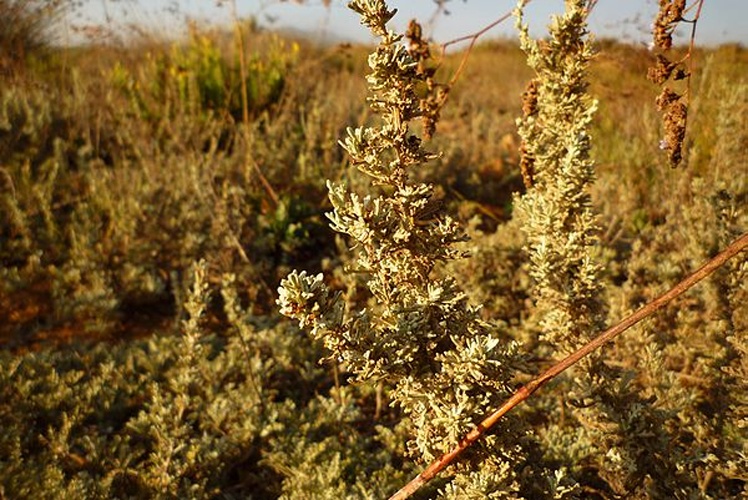 Artemisia caerulescens &copy; <a href="//commons.wikimedia.org/wiki/User:Nanosanchez" title="User:Nanosanchez">Nanosanchez</a>
