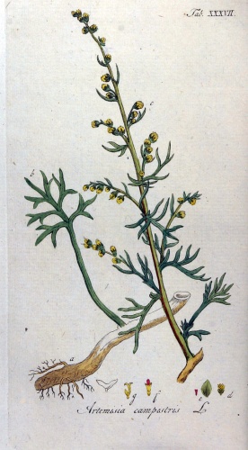 Artemisia campestris © 