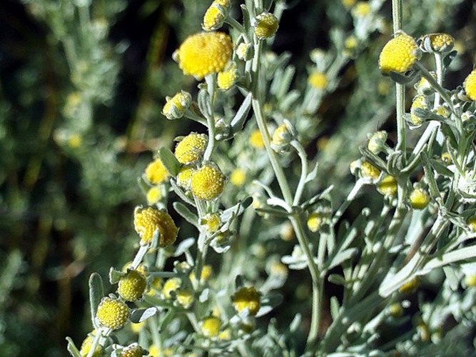Artemisia chamaemelifolia © <a href="//commons.wikimedia.org/wiki/User:Javier_martin" title="User:Javier martin">Javier martin</a>