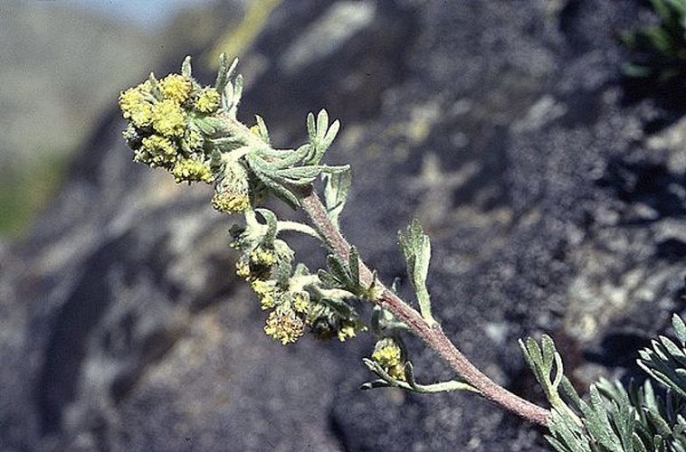 Artemisia eriantha © Colin Barker