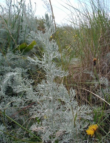 Artemisia maritima © <a href="//commons.wikimedia.org/wiki/User:Sten" title="User:Sten">Sten Porse</a>