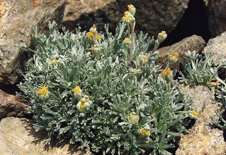 Artemisia umbelliformis © <a href="//commons.wikimedia.org/wiki/Ghislain118" class="mw-redirect" title="Ghislain118">Ghislain118 (AD)</a> <a rel="nofollow" class="external free" href="http://www.fleurs-des-montagnes.net">http://www.fleurs-des-montagnes.net</a>