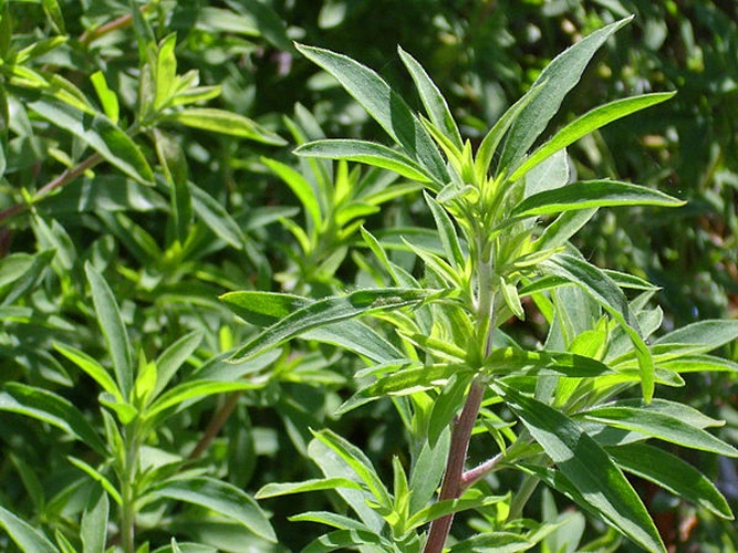 Artemisia verlotiorum © <a href="//commons.wikimedia.org/wiki/User:Javier_martin" title="User:Javier martin">javier martin</a>