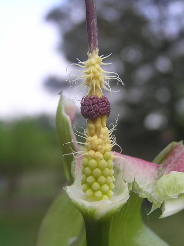 Arum alpinum © <a href="//commons.wikimedia.org/wiki/User:Don_Pedro28" title="User:Don Pedro28">Petr Filippov</a>