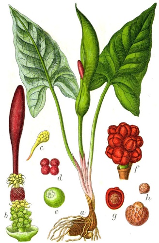Arum maculatum &copy; Johann Georg Sturm (Painter: <a href="https://en.wikipedia.org/wiki/Jacob_Sturm" class="extiw" title="en:Jacob Sturm">Jacob Sturm</a>)