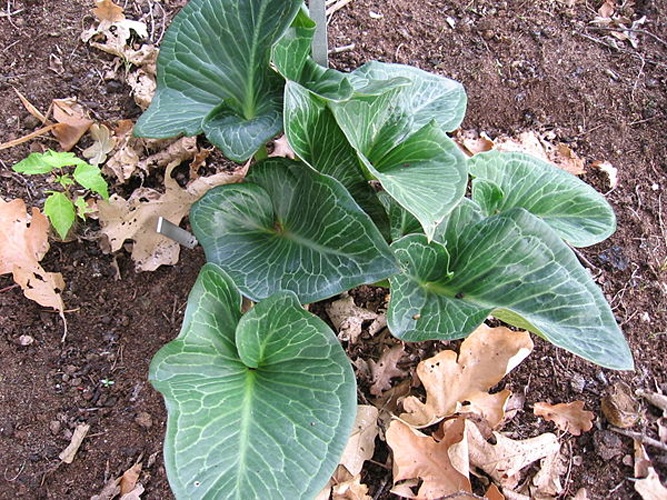 Arum pictum © <a href="//commons.wikimedia.org/w/index.php?title=User:Digigalos&amp;action=edit&amp;redlink=1" class="new" title="User:Digigalos (page does not exist)">Digigalos</a>