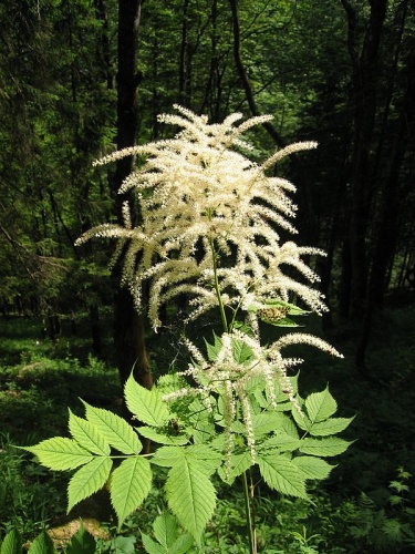 Aruncus dioicus &copy; <a href="//commons.wikimedia.org/wiki/User:Tigerente" title="User:Tigerente">User:Tigerente</a>