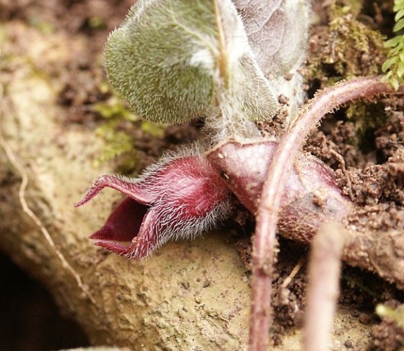 Asarum europaeum © <a href="//commons.wikimedia.org/wiki/User:BerndH" title="User:BerndH">Bernd Haynold</a>