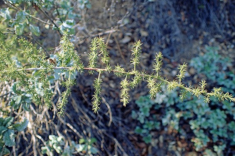 Asparagus acutifolius © <a href="//commons.wikimedia.org/wiki/User:Kenraiz" title="User:Kenraiz">Krzysztof Ziarnek, Kenraiz</a>