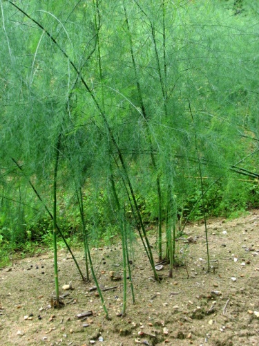 Asparagus officinalis © <a rel="nofollow" class="external text" href="https://www.geograph.org.uk/profile/14840">Evelyn Simak</a>