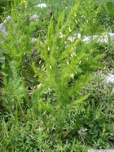 Asparagus tenuifolius © Georgi Kunev