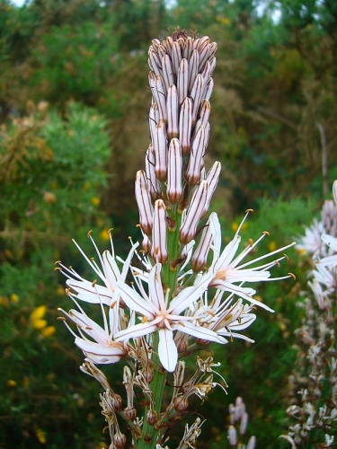 Asphodelus albus &copy; <a href="//commons.wikimedia.org/wiki/User:Drow_male" title="User:Drow male">Drow_male</a>