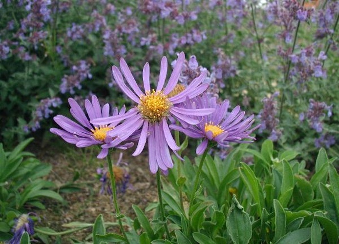 Aster alpinus &copy; 
