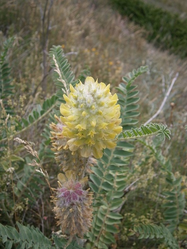 Astragalus alopecurus © <a href="//commons.wikimedia.org/wiki/User:Meneerke_bloem" title="User:Meneerke bloem">Meneerke bloem</a>