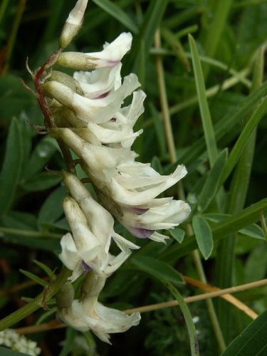 Astragalus australis © <a href="//commons.wikimedia.org/w/index.php?title=User:Thommybe&amp;action=edit&amp;redlink=1" class="new" title="User:Thommybe (page does not exist)">Thomas Mathis</a>