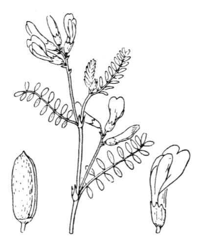 Astragalus baionensis © Hippolyte Coste (1858-1924)