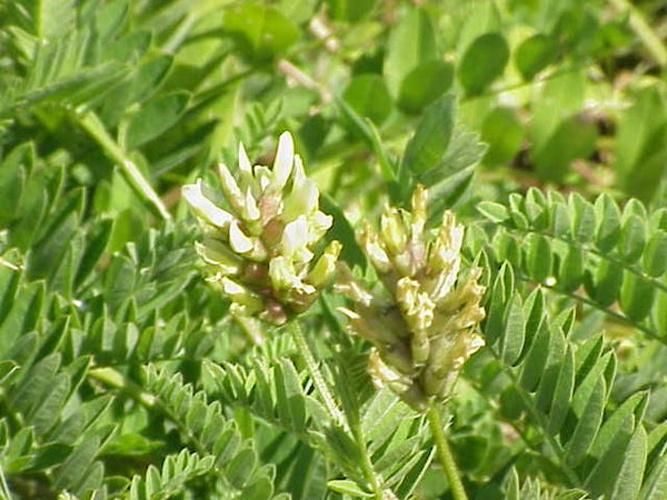 Astragalus cicer &copy; Kurt Stüber <a rel="nofollow" class="external autonumber" href="http://www.kurtstueber.de/">[1]</a>