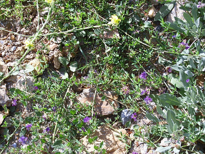 Astragalus glaux © <a href="//commons.wikimedia.org/wiki/User:Javier_martin" title="User:Javier martin">Javier martin</a>