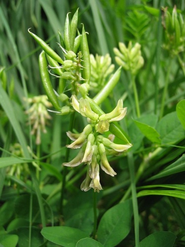 Astragalus glycyphyllos &copy; <a href="//commons.wikimedia.org/wiki/User:Tigerente" title="User:Tigerente">User:Tigerente</a>