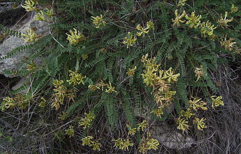 Astragalus monspessulanus &copy; <a href="//commons.wikimedia.org/wiki/User:Victor_M._Vicente_Selvas" title="User:Victor M. Vicente Selvas">Victor M. Vicente Selvas</a>