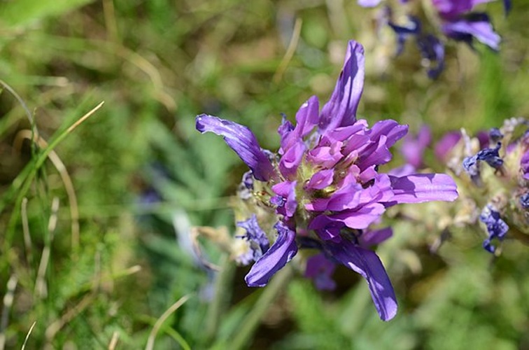 Astragalus onobrychis © <a rel="nofollow" class="external text" href="https://www.flickr.com/people/63169246@N00">Radio Tonreg</a> from Vienna, Austria