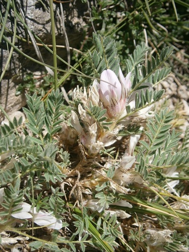 Astragalus sempervirens © <a href="//commons.wikimedia.org/wiki/User:Meneerke_bloem" title="User:Meneerke bloem">Meneerke bloem</a>