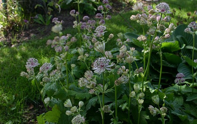 Astrantia major &copy; <a href="//commons.wikimedia.org/wiki/User:Sten" title="User:Sten">Sten Porse</a>