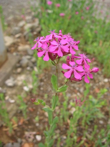 Atocion armeria © <a href="//commons.wikimedia.org/w/index.php?title=User:Sphl&amp;action=edit&amp;redlink=1" class="new" title="User:Sphl (page does not exist)">Sphl</a>