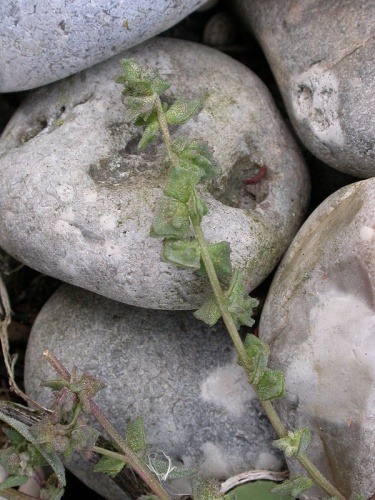 Atriplex glabriuscula © <a href="//commons.wikimedia.org/wiki/User:Pichard" title="User:Pichard">Olivier Pichard</a>