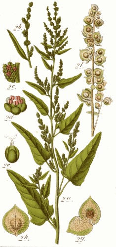 Atriplex hortensis &copy; Johann Georg Sturm (Painter: <a href="https://en.wikipedia.org/wiki/Jacob_Sturm" class="extiw" title="en:Jacob Sturm">Jacob Sturm</a>)